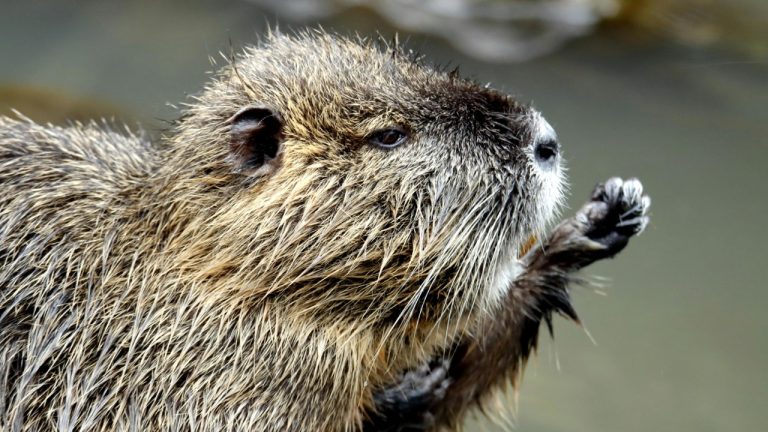 patrice schoefolt/Pexels