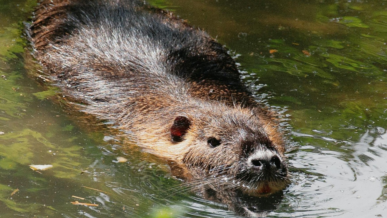 Molnár Tamás Photography™/Pexels