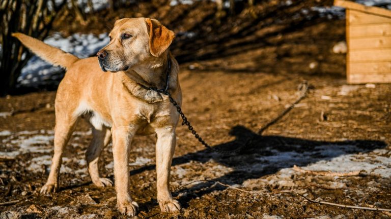 Alexander Nadrilyanski/Pexels