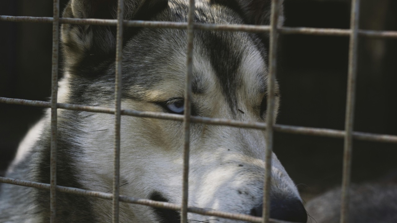 Plato Terentev/Pexels