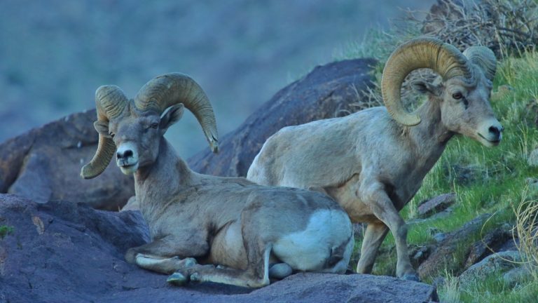 Image Credit: NIsrael (WMF) - CC BY 4.0/Wiki Commons