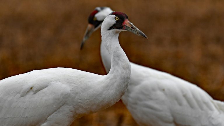 Brian Forsyth/Pexels