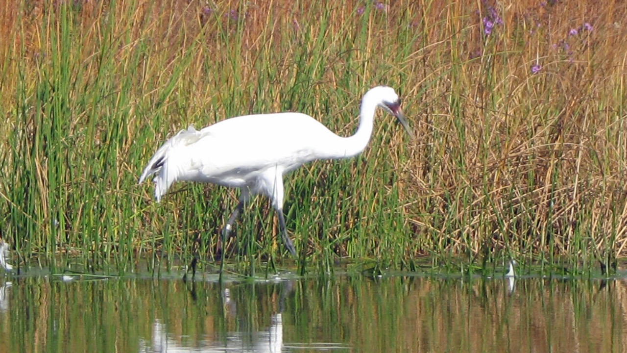 Image Credit: Greg Schechter from San Francisco, USA - CC BY 2.0/Wiki Commons