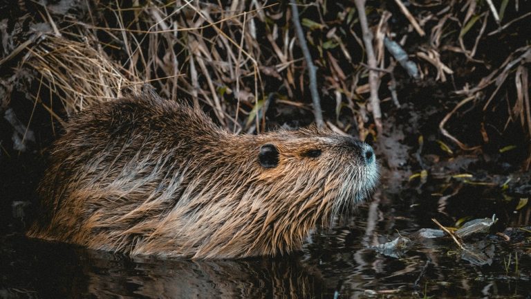 niklas_hamann/Unsplash