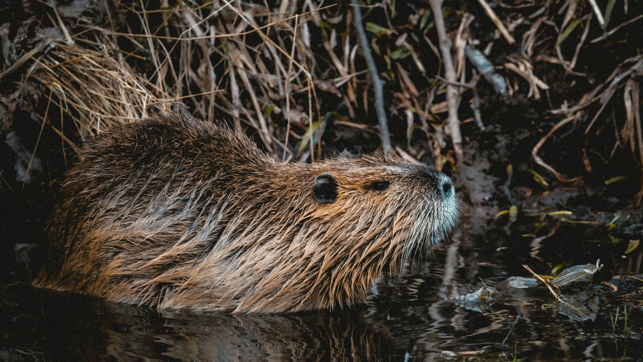 niklas_hamann/Unsplash