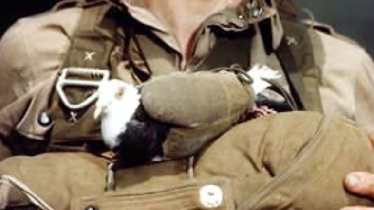 Image Credit: Maidenform Collection - Public domain/Wiki Commons