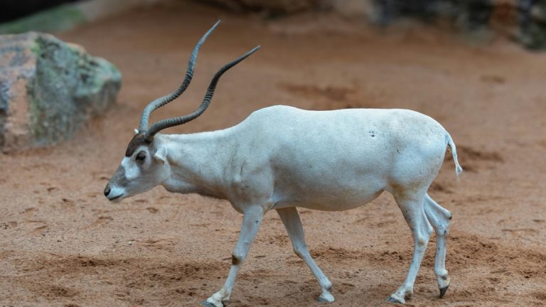 Emilio Sánchez Hernández/Pexels