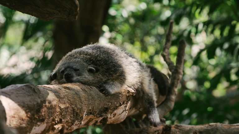 Mikhail Nilov/Pexels