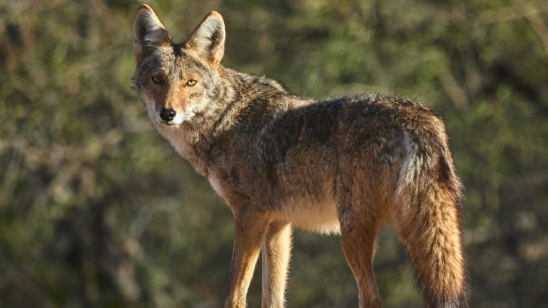 Image Credit: Henry from Arizona, United States - CC BY 2.0/Wiki Commons