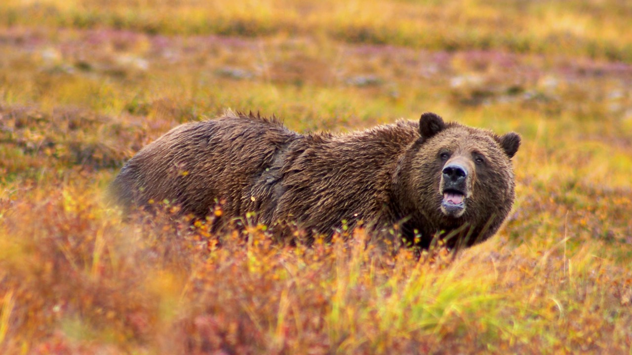 Image Credit: unknown - CC BY 2.5/Wiki Commons