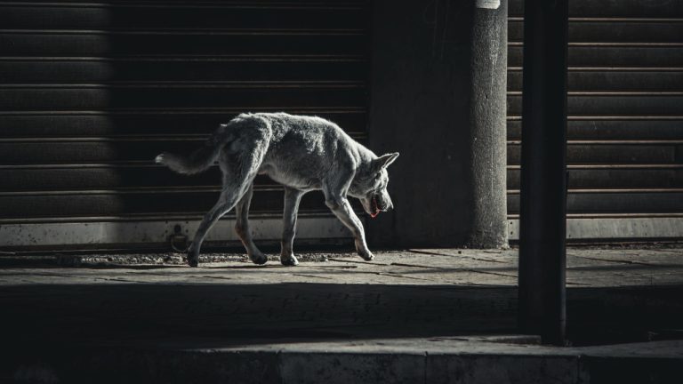 Jean Marc Bonnel/Pexels