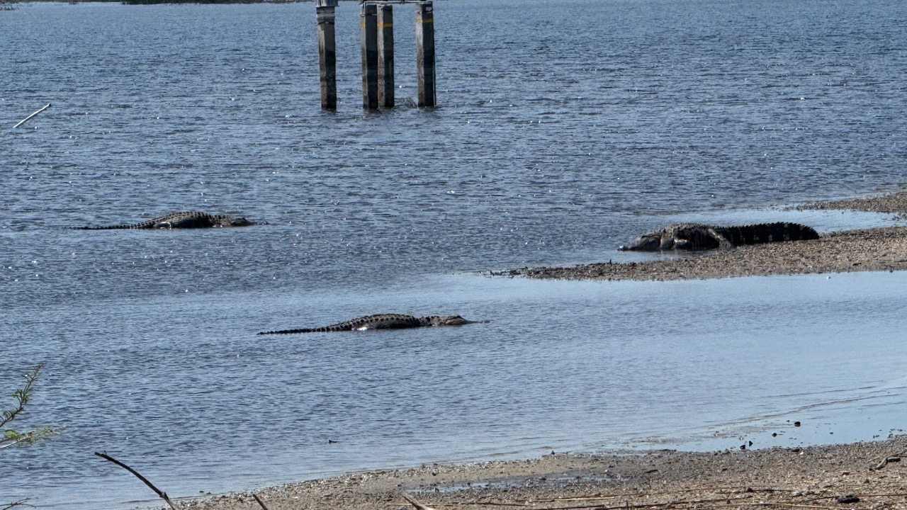 Image Credit: Dough4872 - CC BY-SA 4.0/Wiki Commons