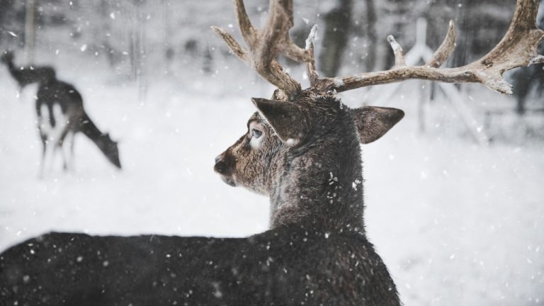 Annika Thierfeld/Pexels