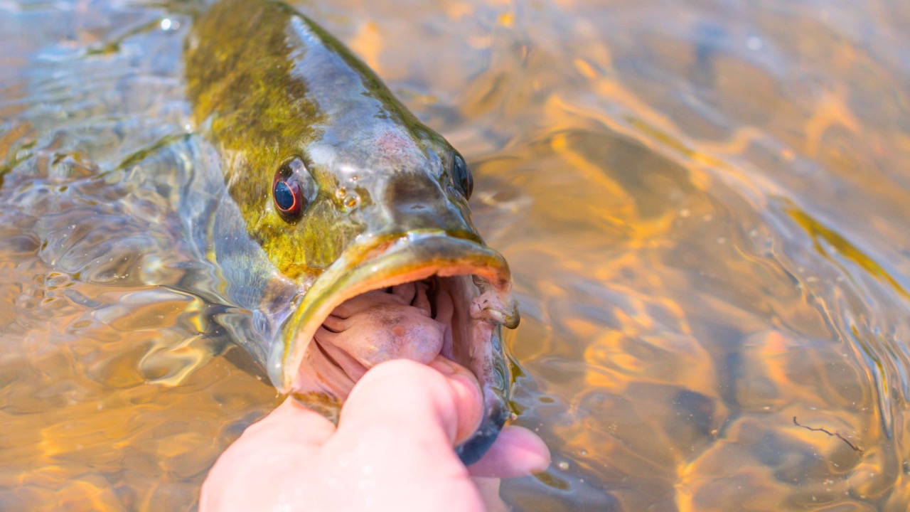 michasekdzi/Shutterstock.com
