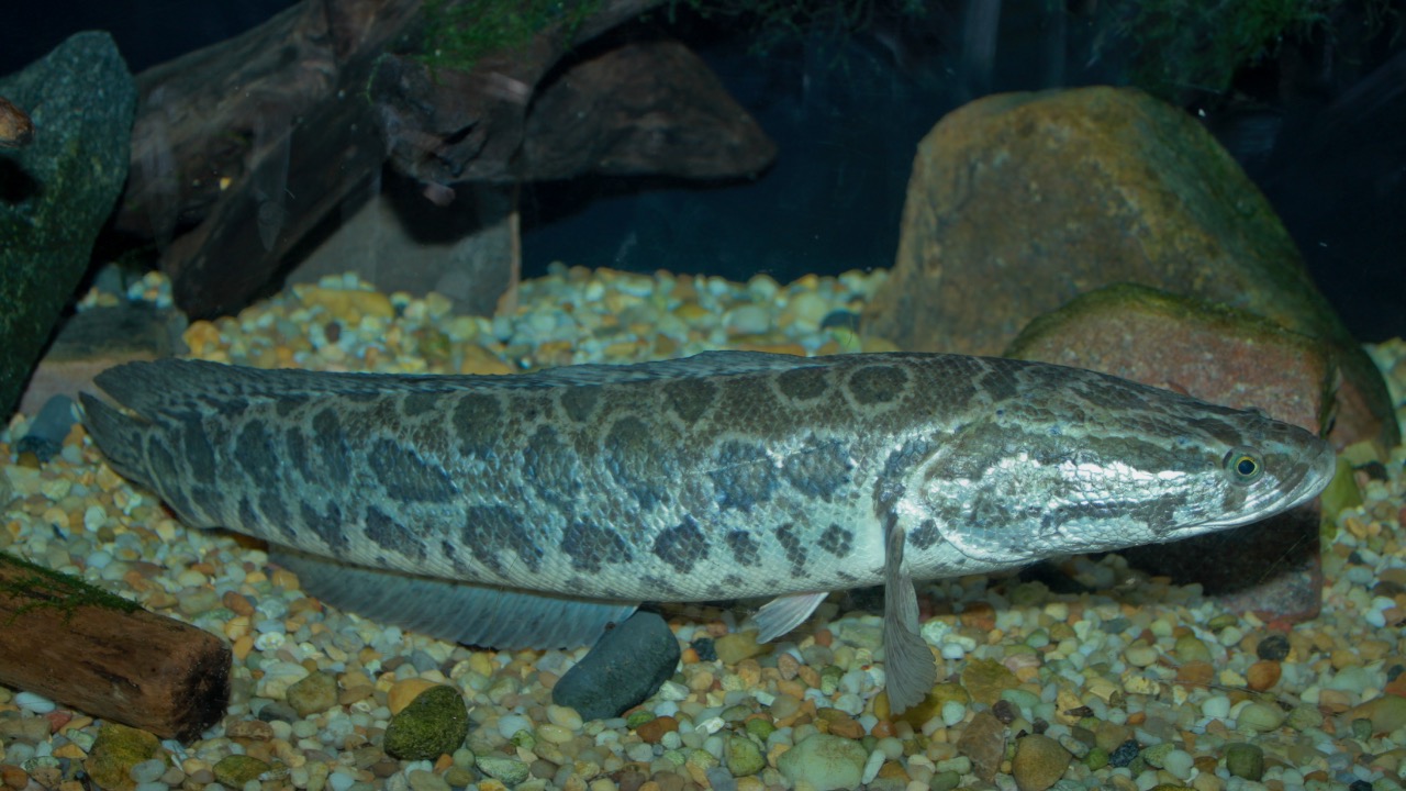 Image Credit: Brian Gratwicke - CC BY 2.0/Wiki Commons