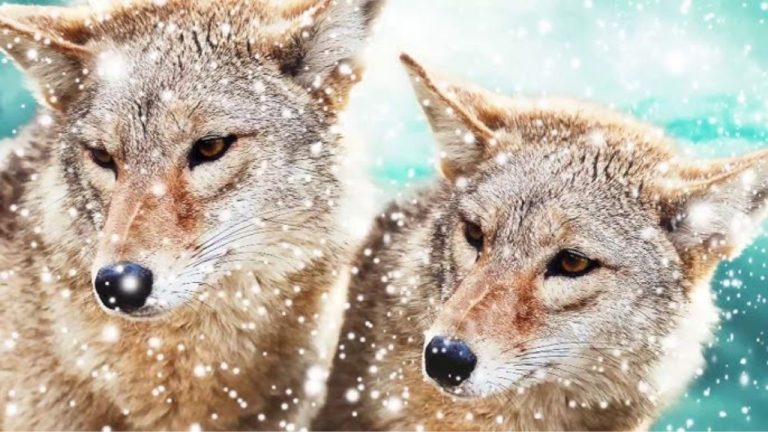 Hunter Recounts Coyotes Trailing Him to Tree Stand in Darkness, Surrounding Him Within 30 Yards