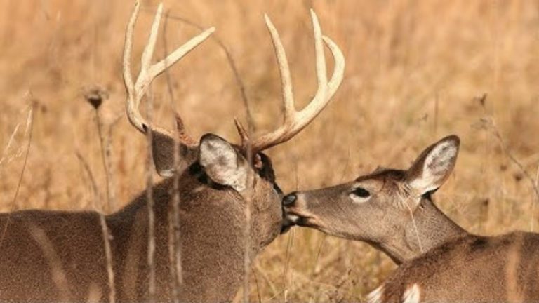 State Wildlife Agencies Report Continued Shifts in Deer Populations Across the U.S.