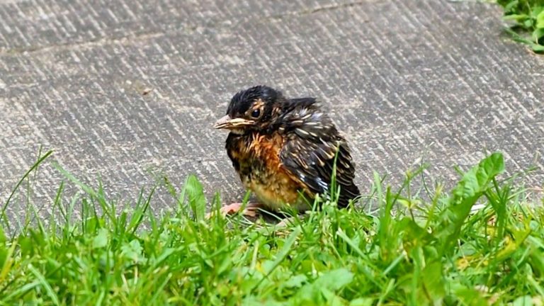 What to Do When You Find a Baby Bird on the Ground