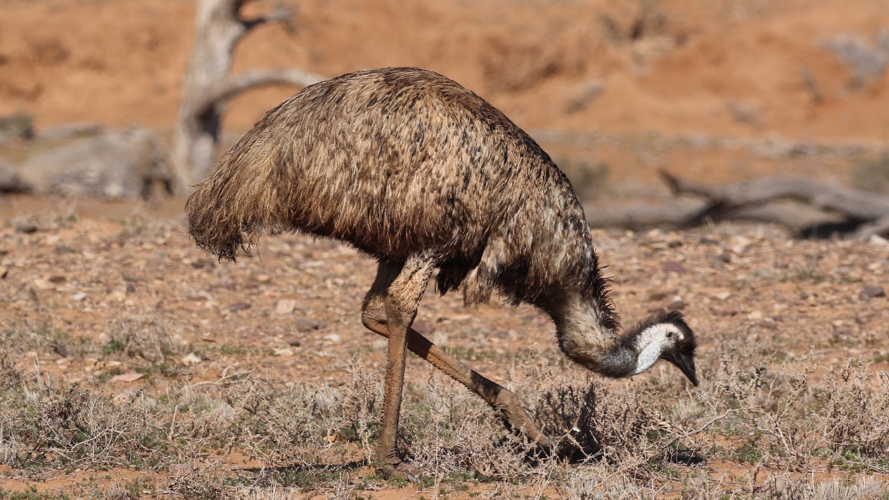 Image Credit: Donald Hobern from Copenhagen, Denmark - CC BY 2.0/Wiki Commons