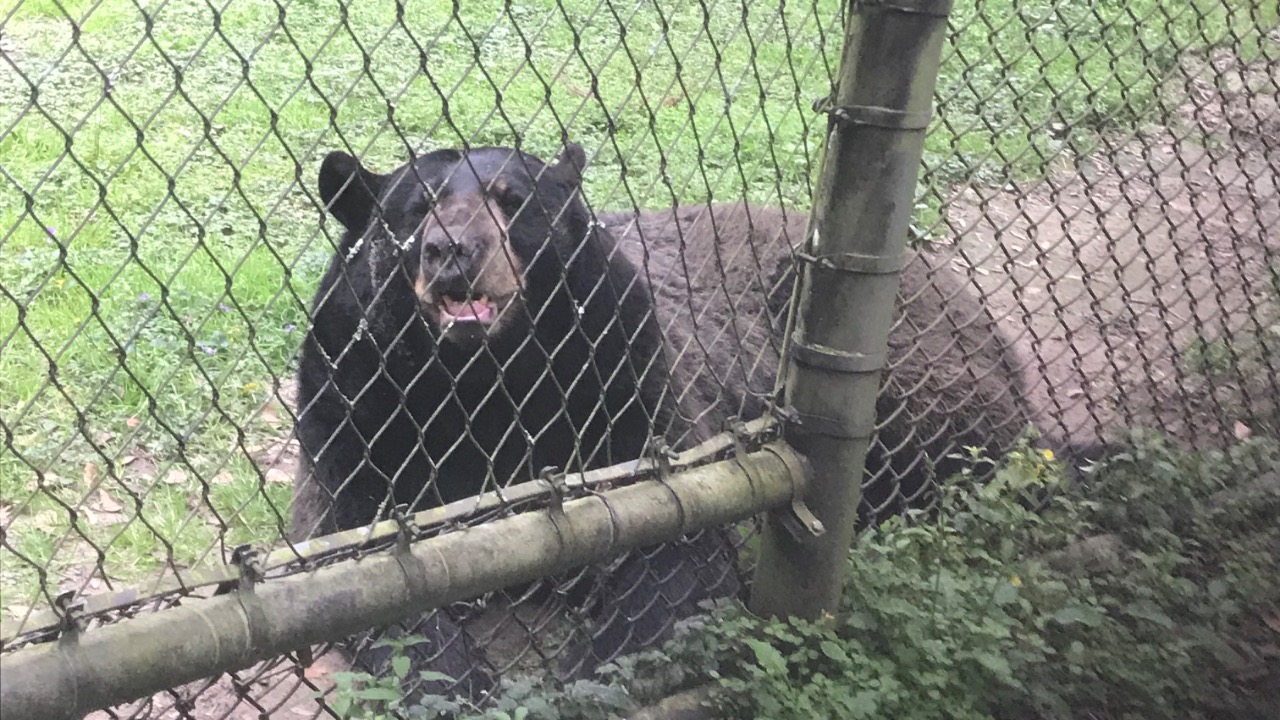 Image Credit: Nice4What - CC BY-SA 4.0/Wiki Commons