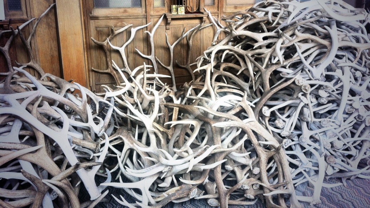 Image Credit: User:Squidocto - CC BY-SA 3.0/Wiki Commons