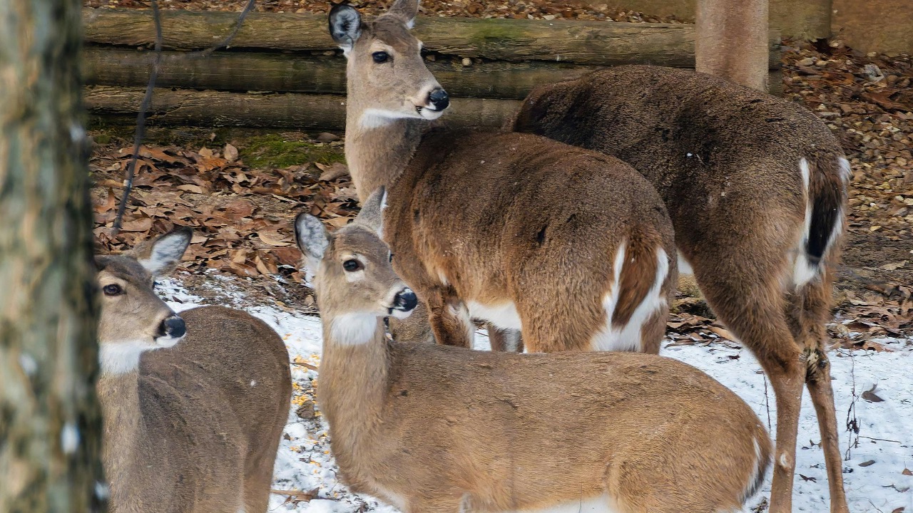 Robert Woeger/Pexels