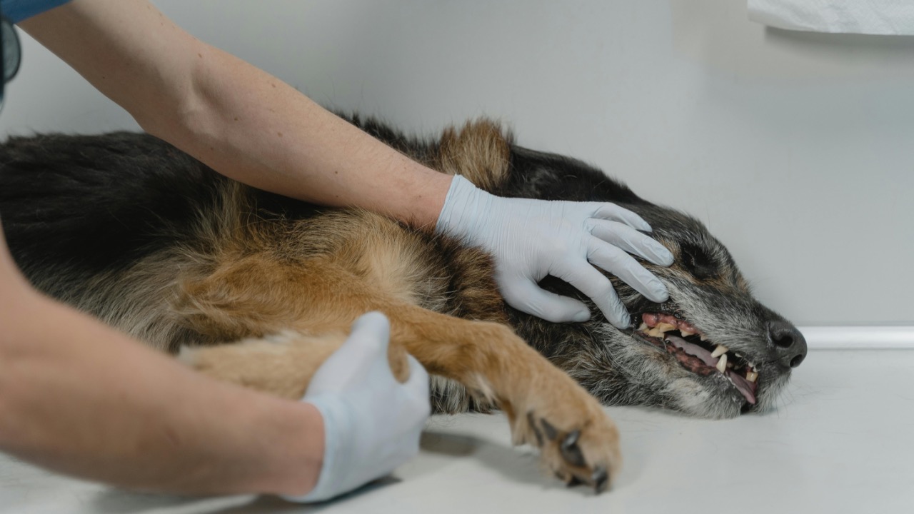 Tima Miroshnichenko/Pexels