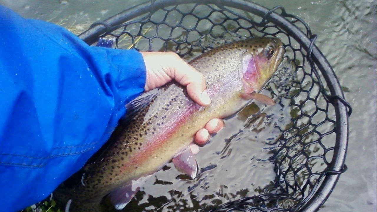 Image Credit: usfs_Eastern_Region - Public domain/Wiki Commons