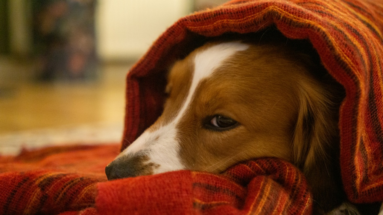 mauricemaaktfotos/Unsplash