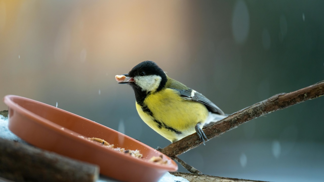 Gundula Vogel/Pexels