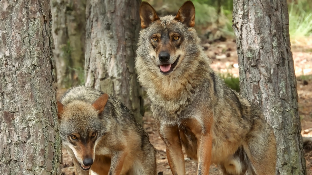 Manuel Fandiño Cabaleiro/Pexels