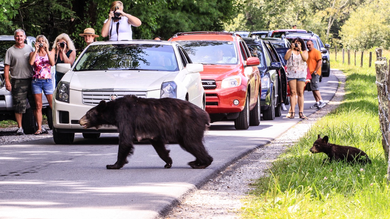 Image Credit: Edd Prince from Madisonville, United States - CC BY 2.0/Wiki Commons