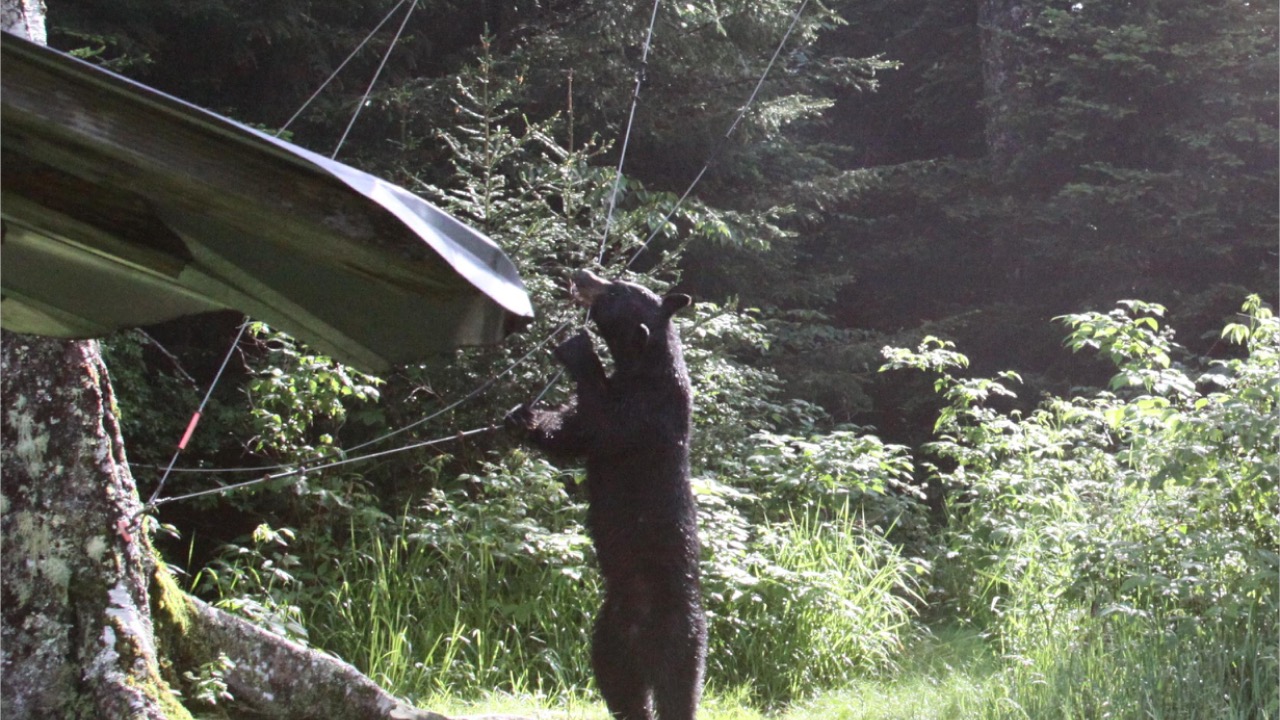 Image Credit: Bill Wimley, Mandeville, LA (talk · contribs) - Attribution/Wiki Commons