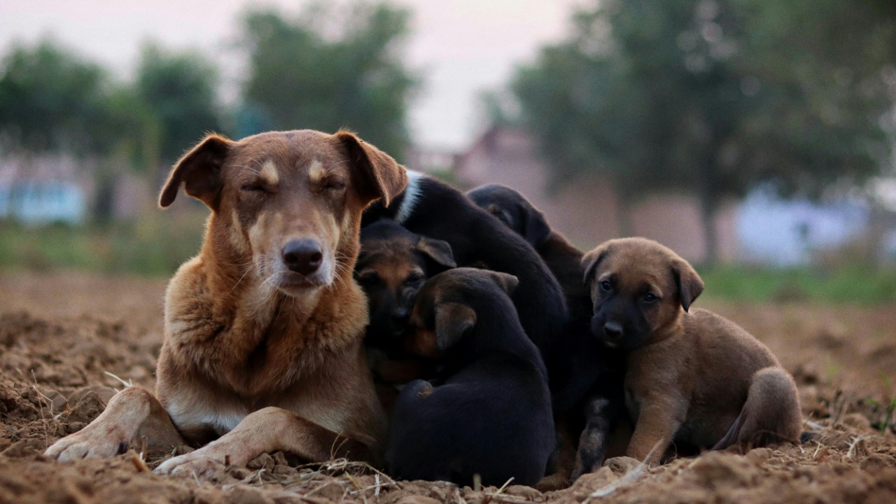 Sudhir Sangwan/Pexels