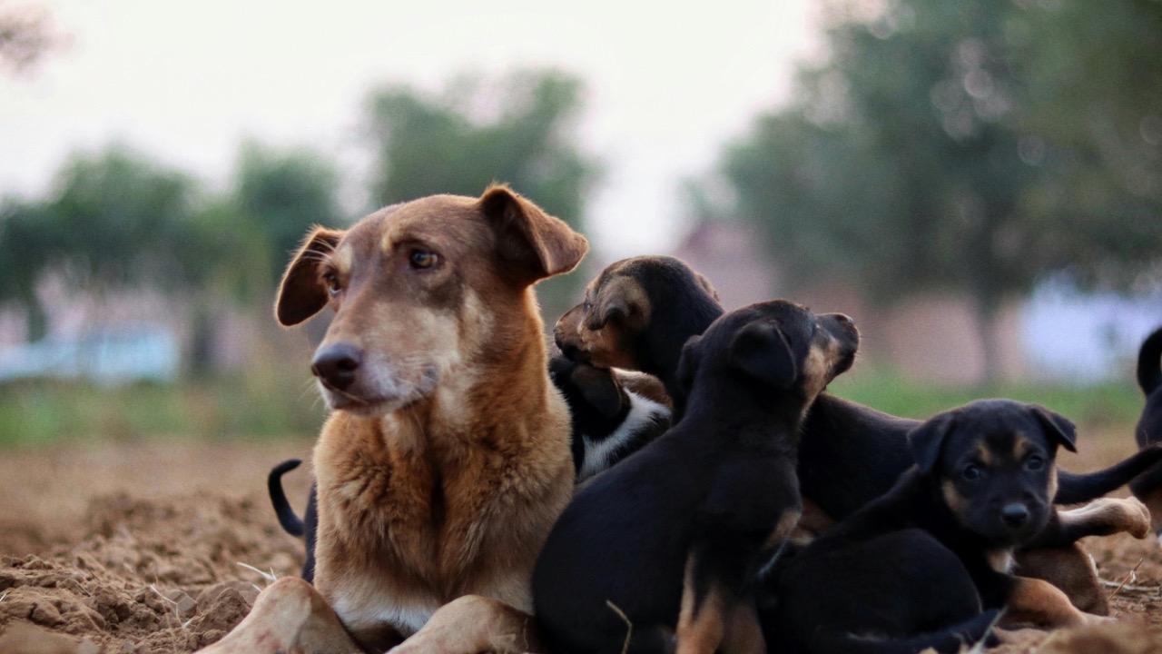 Sudhir Sangwan/Pexels