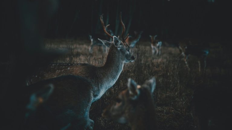 anitaaustvika/Unsplash