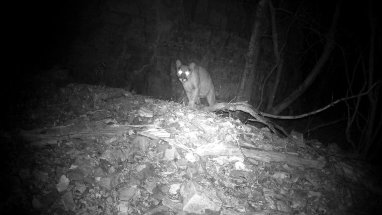 Image Credit: USFWS Mountain Prairie - Public domain/Wiki Commons