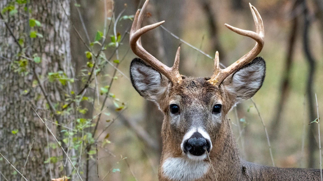 Andrew Patrick Photo/Pexels