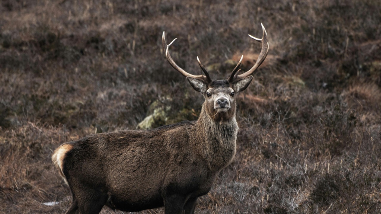 h1ghland_fox -/Pexels