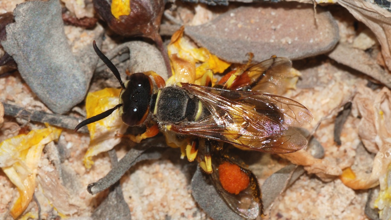 Image Credit: Alvesgaspar - CC BY-SA 4.0/Wiki Commons