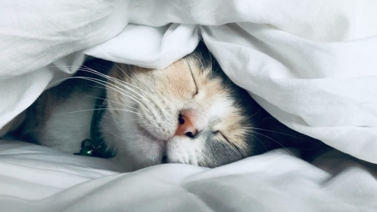 dreadpiratekato/Unsplash