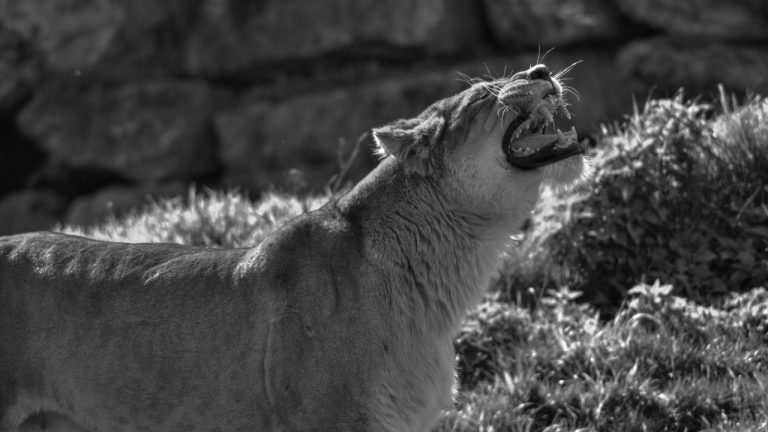 Naomi Lacroix/Pexels