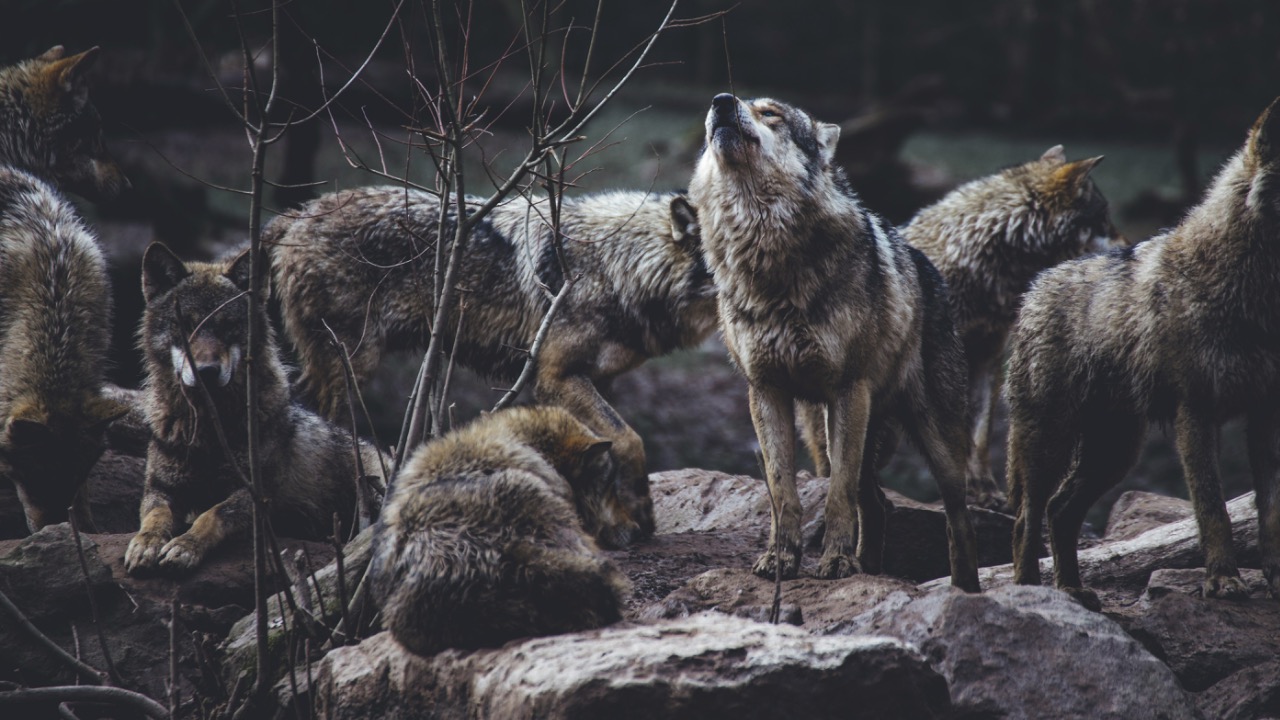 bonopeppers/Unsplash