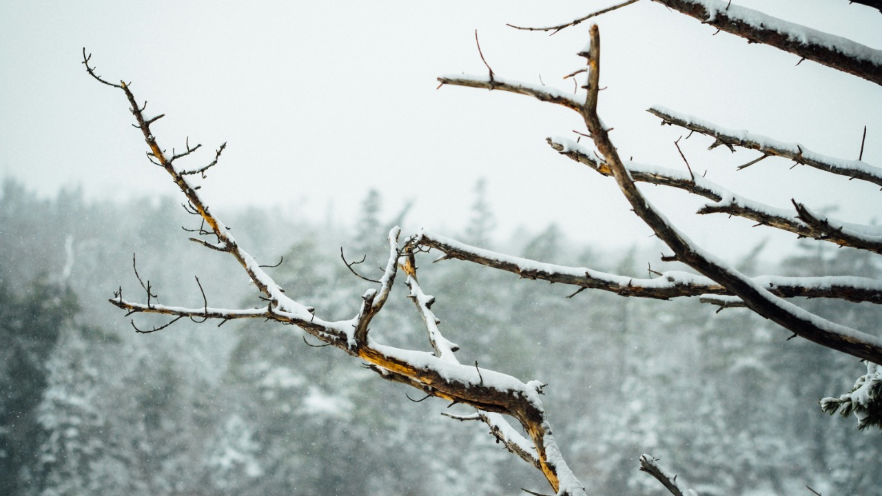 timberfoster/Unsplash