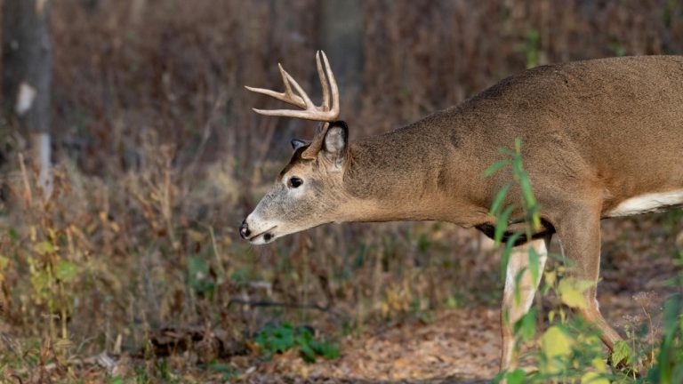 Andrew Patrick Photo/Pexels