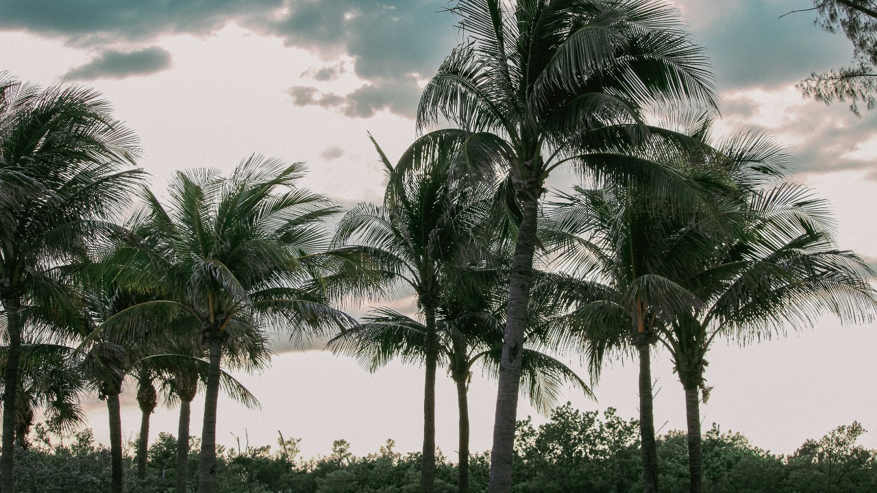 occy/Unsplash