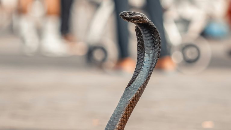 limamauro23/Unsplash