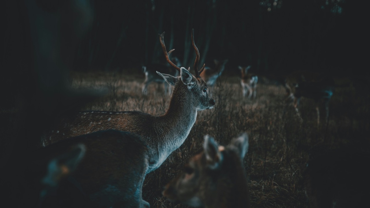 anitaaustvika/Unsplash