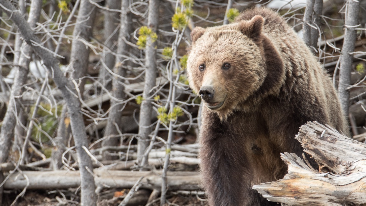 Image Credit: NPS/Jim Peaco - Public domain/Wiki Commons