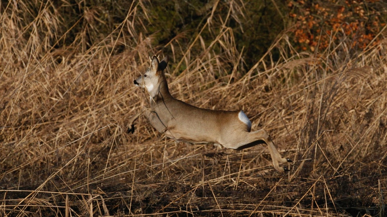 River Augustin/Pexels